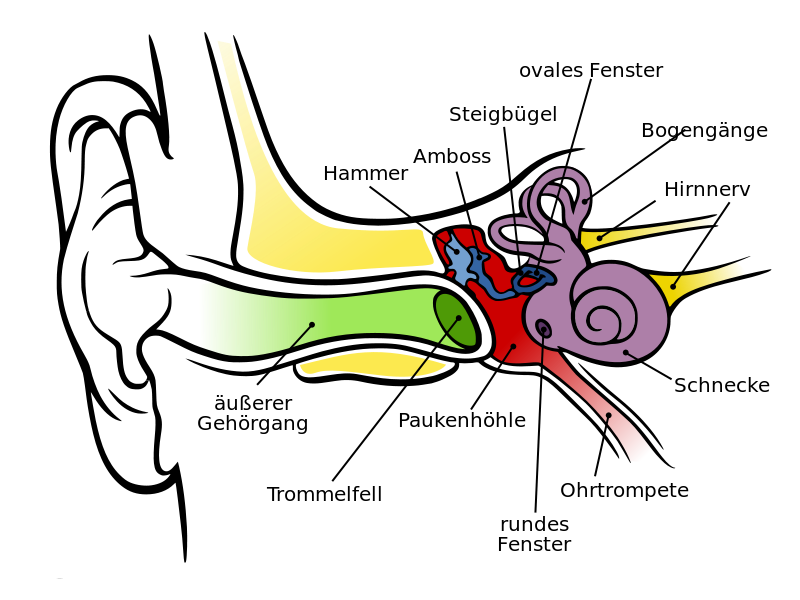 Anatomie menschliches Ohr