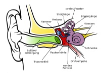 Anatomie menschliches Ohr